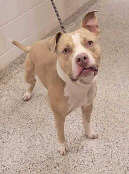 Giovanni -  Pit Bull Terrier and Mixed Breed Dog for Adoption in Kansas City, Missouri - Giovanni | PetCurious