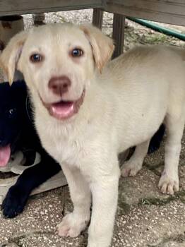 Sven -  Labrador Retriever Dog for Adoption in Barnhart, Missouri - Sven | PetCurious
