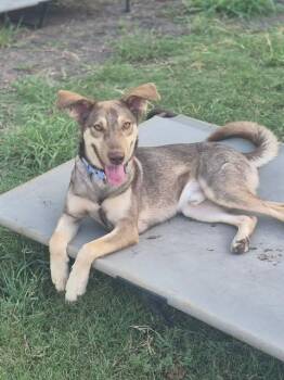 Enzo -  German Shepherd Dog and Husky Dog for Adoption in VERNON ROCKVL, Connecticut - Enzo | PetCurious