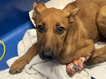 Rescue Mixed Breed Dogs for Adoption in Dallas, Texas - HERA | PetCurious