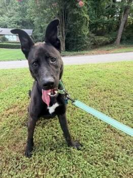 Venmo -  Mixed Breed Dog for Adoption in Chamblee, Georgia - Venmo | PetCurious