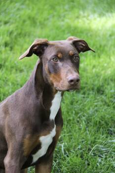 Angus -  Doberman Pinscher Dog for Adoption in Monroe, North Carolina - Angus | PetCurious