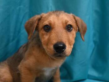 Lily -  German Shepherd Dog and Mixed Breed Dog for Adoption in Portland, Oregon - Lily | PetCurious