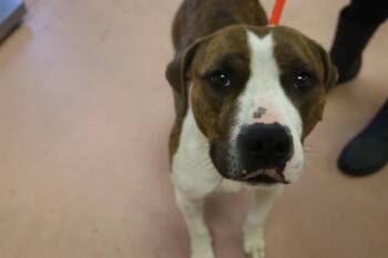 Mixed Breed Dogs Available for Adoption in Columbia, South Carolina - LAYLA | PetCurious
