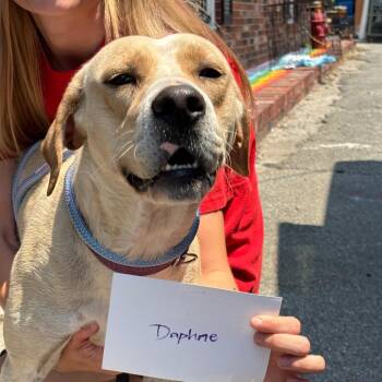 Mixed Breed Dogs Available for Adoption in Savannah, Georgia - Daphane | PetCurious