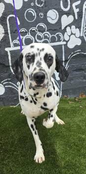 Rescue Dalmatian Dogs for Adoption in New York, New York - Henry *foster Needed* | PetCurious