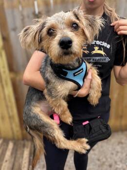 Shiloh -  Yorkshire Terrier Dog for Adoption in Ellicott City, Maryland - Shiloh | PetCurious