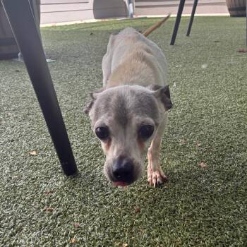 Huckleberry -  Chihuahua Dog for Adoption in Greensboro, North Carolina - Huckleberry | PetCurious