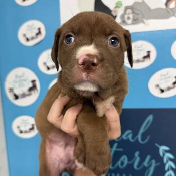 Funnel Cake Macchiato -  Pit Bull Terrier Dog for Adoption in Columbia, South Carolina - Funnel Cake Macchiato | PetCurious