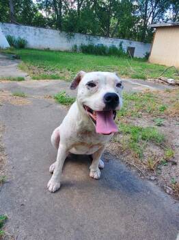 Rescue American Staffordshire Terrier Dogs for Adoption in San Antonio, Texas - DIAMOND | PetCurious