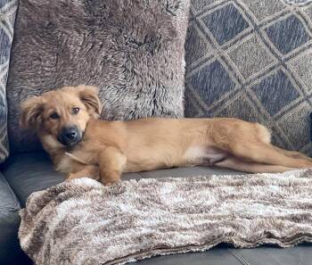 Moose -  Spaniel Dog for Adoption in Evergreen, Colorado - Moose | PetCurious