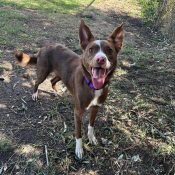 Ruby -  Border Collie Dog for Adoption in Lindon, Utah - Ruby | PetCurious