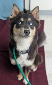Australian Shepherd Dogs Available for Adoption in Salt Lake City, Utah - Bobbi | PetCurious