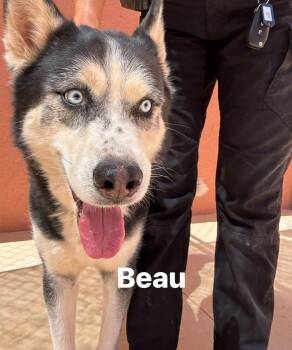 Beau -  Siberian Husky Dog for Adoption in Ivins, Utah - Beau | PetCurious