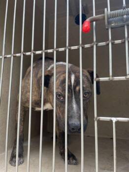 Pit Bull Terrier and Mixed Breed Dogs Available for Adoption in Oklahoma City, Oklahoma - A473654 | PetCurious
