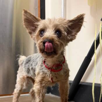 Yorkshire Terrier Dogs Available for Adoption in Las Vegas, Nevada - Creek 53628 | PetCurious