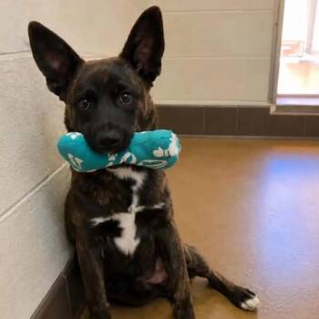 Benny -  Terrier and Dutch Shepherd Dog for Adoption in Duxbury, Massachusetts - Benny | PetCurious