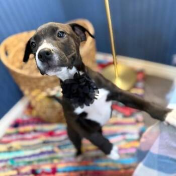 Pit Bull Terrier and Labrador Retriever Dogs Available for Adoption - Toffee Butterscotch Bean | PetCurious