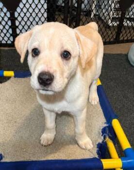 Karma -  Hound and Labrador Retriever Dog for Adoption in Malvern, Pennsylvania - Karma | PetCurious