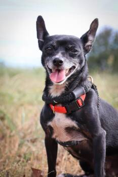 Baby -  Mixed Breed Dog for Adoption in Columbia, Tennessee - Baby | PetCurious