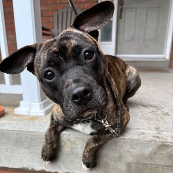 Little Foot -  Mixed Breed Dog for Adoption in Oakville, Ontario - Little Foot | PetCurious