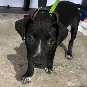 Muse -  Terrier Dog for Adoption in Tampa, Florida - Muse | PetCurious