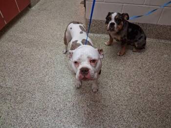 AMIRI -  English Bulldog and Mixed Breed Dog for Adoption in Colorado Springs, Colorado - AMIRI | PetCurious