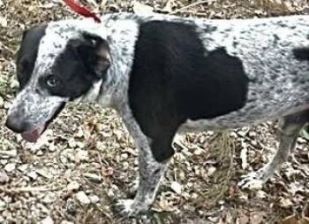 A661090 -  Australian Cattle Dog Blue Heeler and Pointer Dog for Adoption in Houston, Texas - A661090 | PetCurious