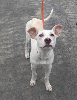 Pit Bull Terrier Dogs Available for Adoption in Germantown, Ohio - Meringue | PetCurious
