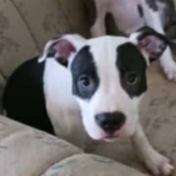 Rescue American Staffordshire Terrier Dogs for Adoption in Lompoc, California - Swish | PetCurious