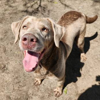 Labrador Retriever Dogs Available for Adoption in Liberty Center, Ohio - Willow | PetCurious