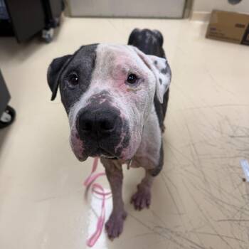 Panda -  Mixed Breed Dog for Adoption in Winston-salem, North Carolina - Panda | PetCurious