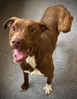 Terrier Dogs Available for Adoption in Covington, Virginia - Lil