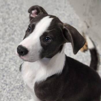 Paper -  Mixed Breed Dog for Adoption - Paper | PetCurious