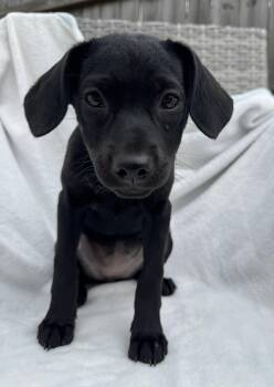 Chihuahua and Black Labrador Retriever Dogs Available for Adoption - VERA - A Smart Cookie! | PetCurious