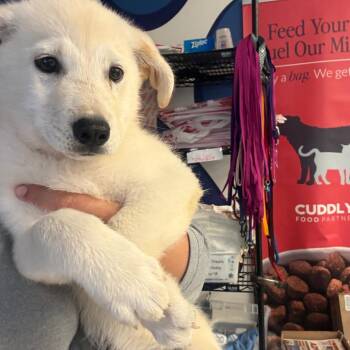 Heinrich (Caleb) -  Husky and Mixed Breed Dog for Adoption in Edinburg, Texas - Heinrich (Caleb) | PetCurious