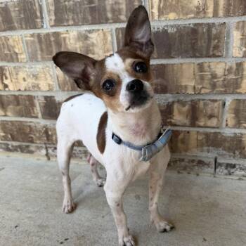 Chihuahua Dogs Available for Adoption in Dallas, Texas - Chilaquile (Chile) | PetCurious