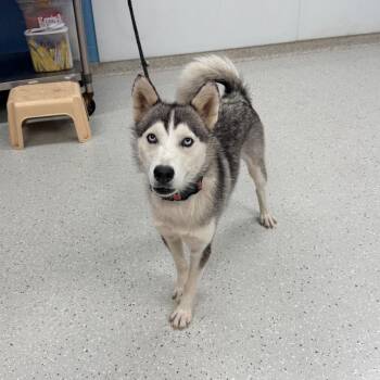 Violet -  Husky Dog for Adoption in Indianapolis, Indiana - Violet | PetCurious