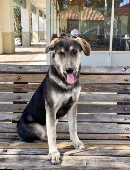 Tippy -  Golden Retriever and Siberian Husky Dog for Adoption in Pleasant Hill, California - Tippy | PetCurious