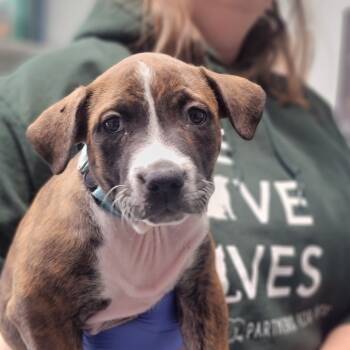 Rescue Mixed Breed Dogs for Adoption in Troy, Illinois - Tally | PetCurious