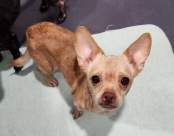 Chihuahua Dogs Available for Adoption in Walnutport, Pennsylvania - Rain | PetCurious