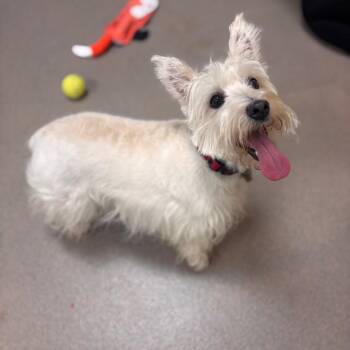 West Highland White Terrier Westie Dogs Available for Adoption in Lynchburg, Virginia - Buttercup | PetCurious