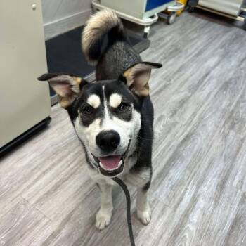 Rescue Husky Dogs for Adoption in Grand Forks, North Dakota - Nintendo | PetCurious