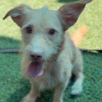 Davis A5795422 -  Terrier Dog for Adoption in Middletown, New York - Davis A5795422 | PetCurious