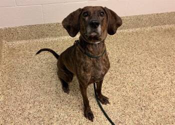 STACY -  Plott Hound and Mixed Breed Dog for Adoption in Colorado Springs, Colorado - STACY | PetCurious