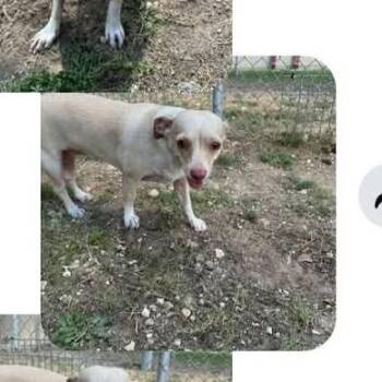 Daisy -  Chihuahua Dog for Adoption in Rockville, Maryland - Daisy | PetCurious
