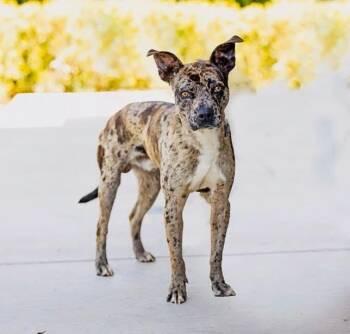 Blue Jay -  Mixed Breed Dog Available for Adoption in Wilsall, Montana - Blue Jay | PetCurious