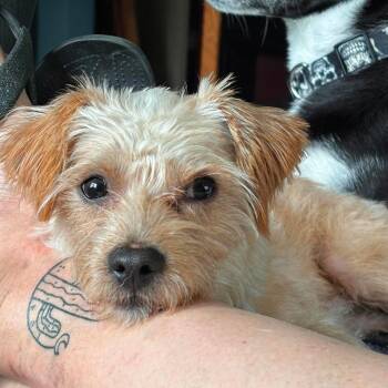 Rusty -  Terrier Dog for Adoption in Shillington, Pennsylvania - Rusty | PetCurious