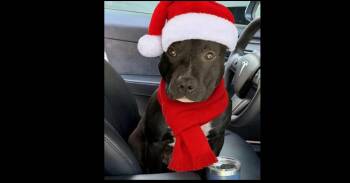 BERNIE -  Pit Bull Terrier Dog for Adoption in Richmond, Texas - BERNIE | PetCurious