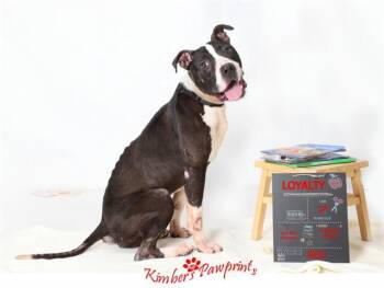 LOYALTY -  English Bulldog and Staffordshire Bull Terrier Dog for Adoption in Omaha, Nebraska - LOYALTY | PetCurious